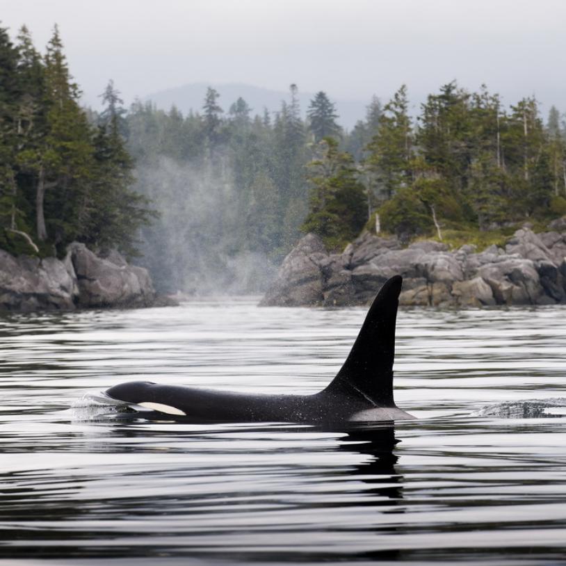 Killer whales win appeal 