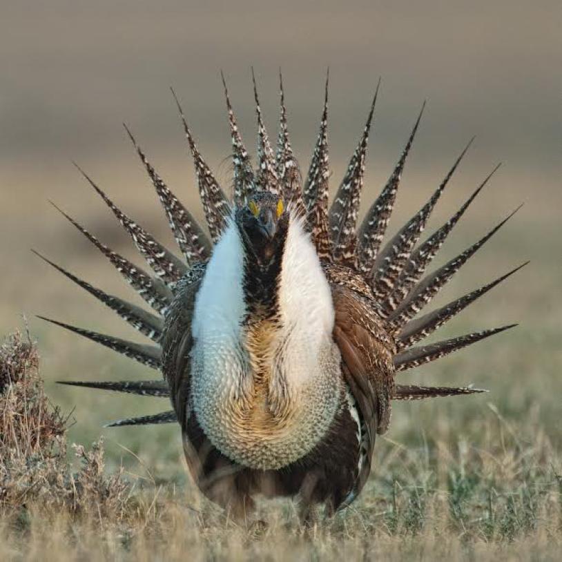 Win for sage grouse in court
