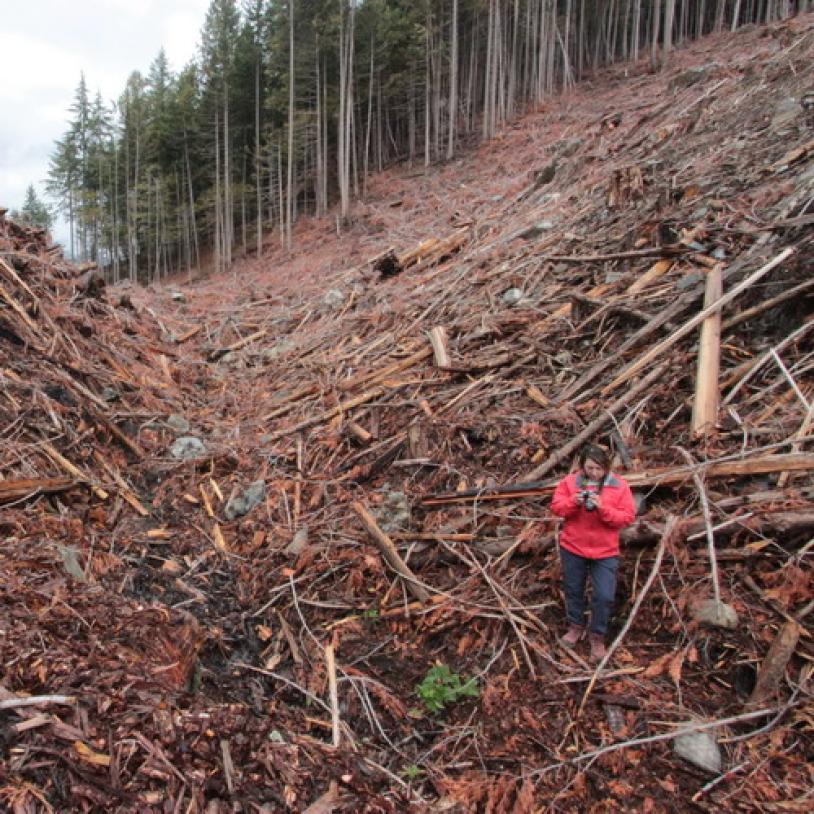 Protected forest for spotted owls logged