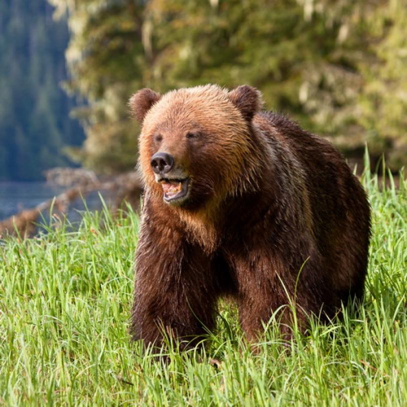 Grizzly hunt ends