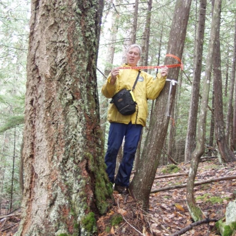 Fraser Canyon spotted owl habitat logging