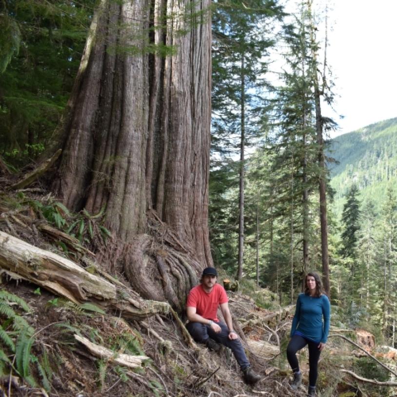 Checking for big trees and big stumps