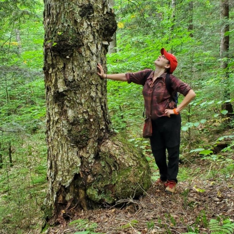 Algonquin forest fight