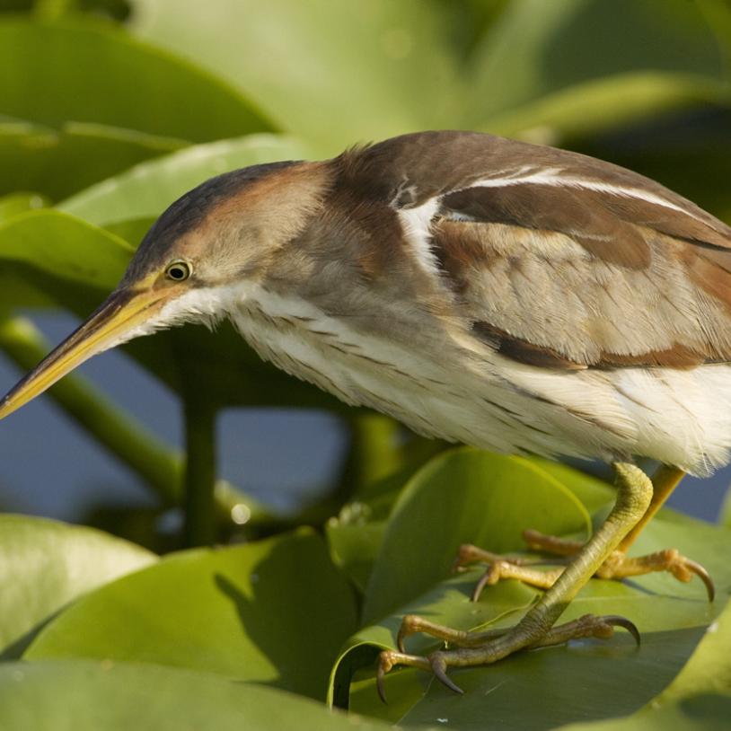 Repeal Bill 5 and Restore Protections for Endangered Species