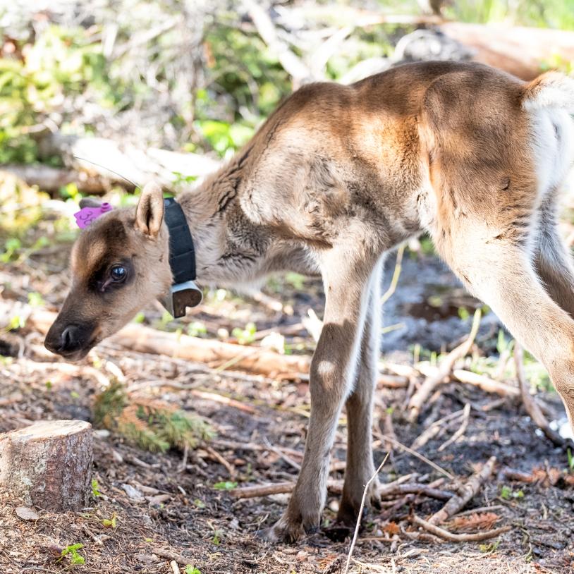 Make Manitoba care for caribou — before it’s too late!
