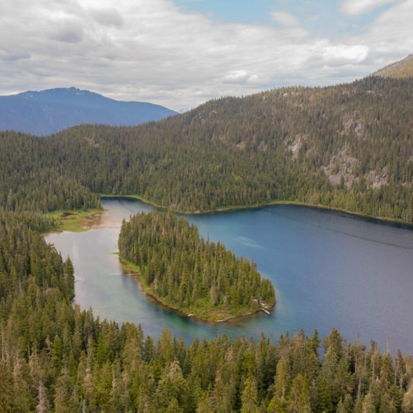 Tell B.C. to stop logging spotted owl critical habitat now!