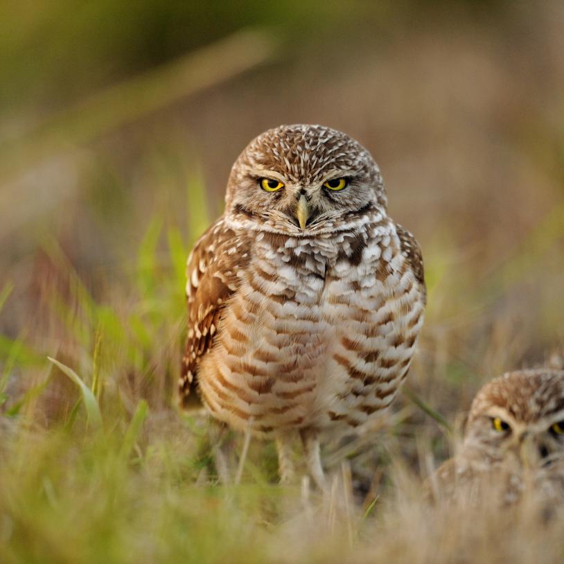 Two burrowing owls in the grass