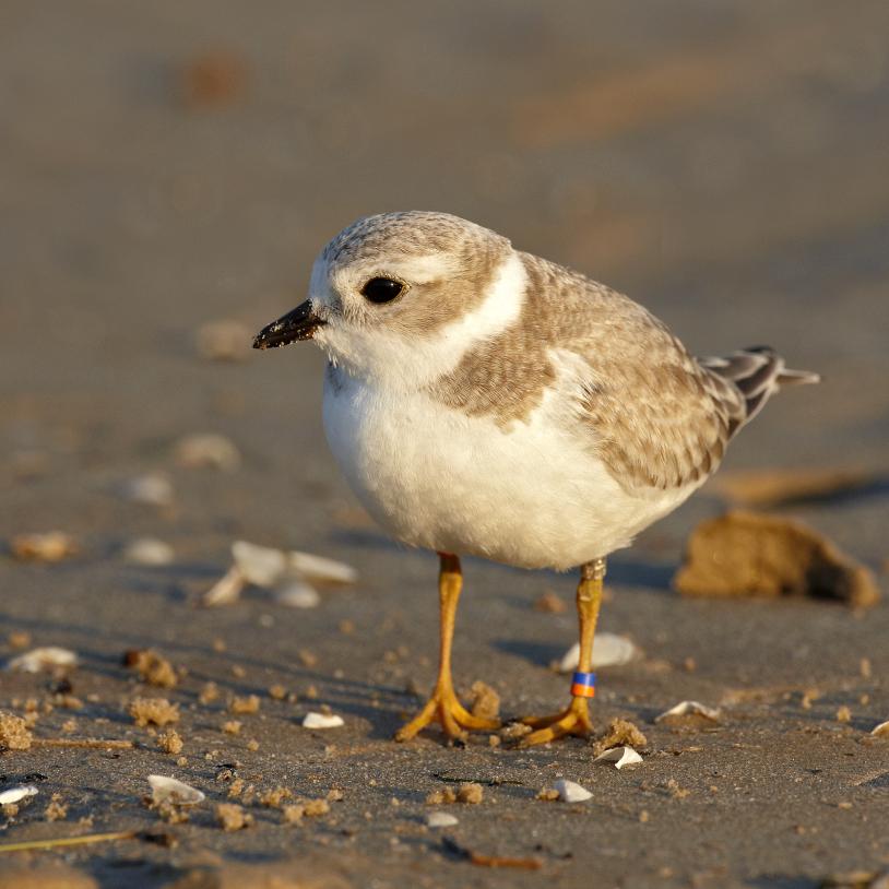 A small piping plover stands on a rocky beach. It is sand coloured on top but bright white on the belly with a black ring around it's neck and flat, yellow feet.