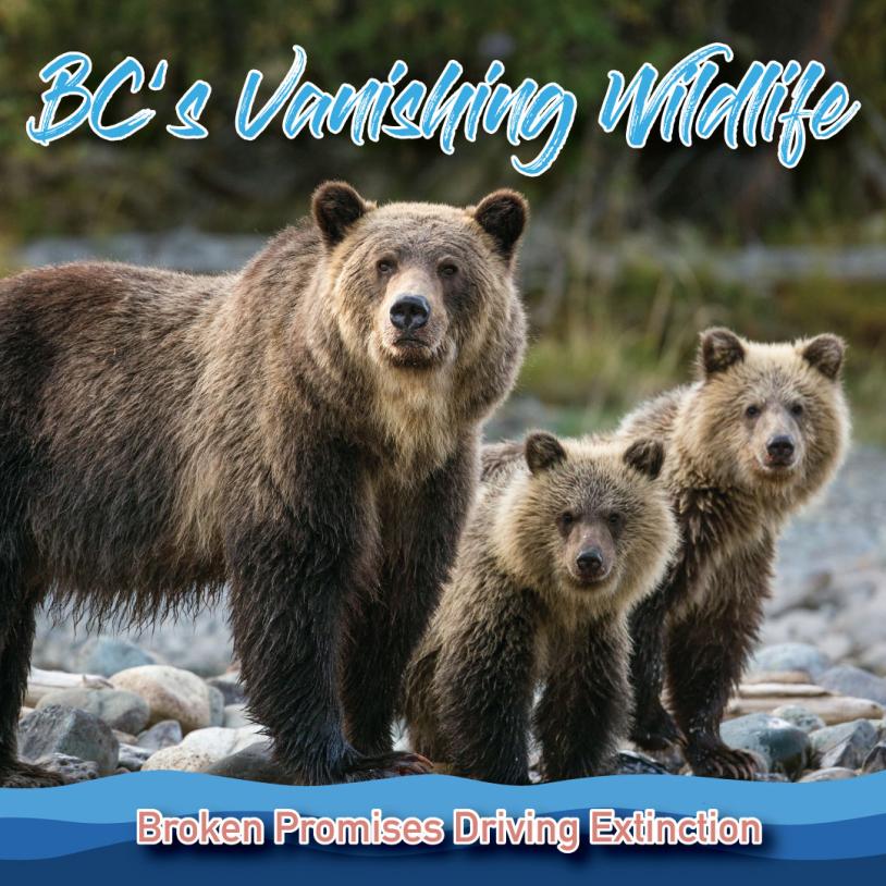 A grizzly bear mom and cubs looking towards the camera. The publication title "BC's vanishing wildlife: Broken promises driving extinction" appear over the photo with some simple wave graphics bordering the bottom. End of description.-publication-image