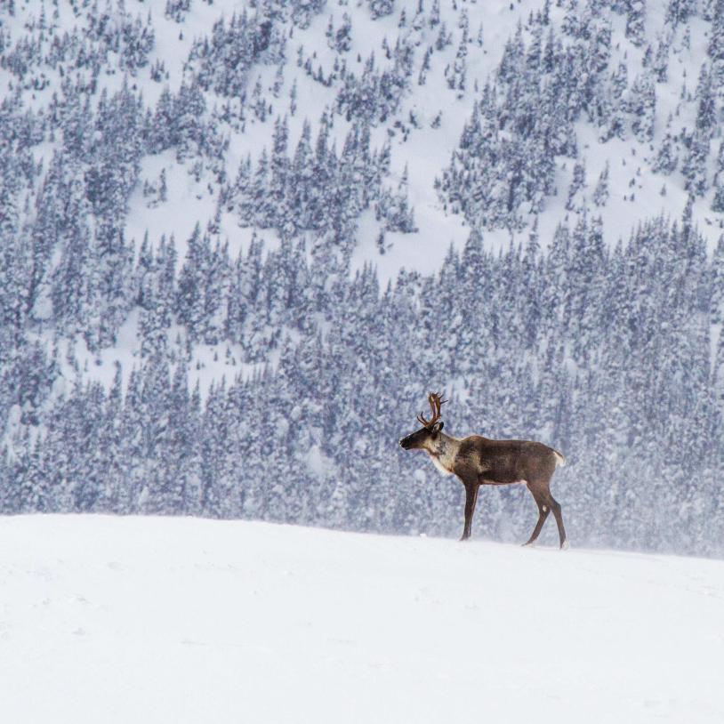 Stop species extinction in Canada