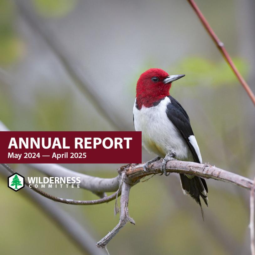"Annual Report" for 2024 to 2025 with a Red-headed woodpecker on the cover