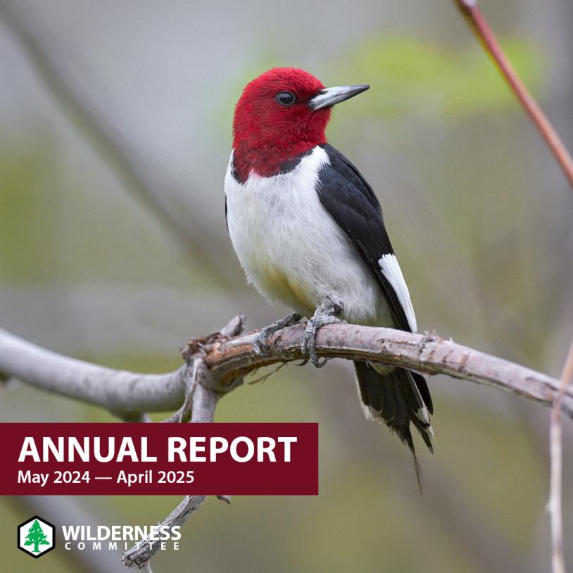 "Annual Report" for 2024 to 2025 with a Red-headed woodpecker on the cover