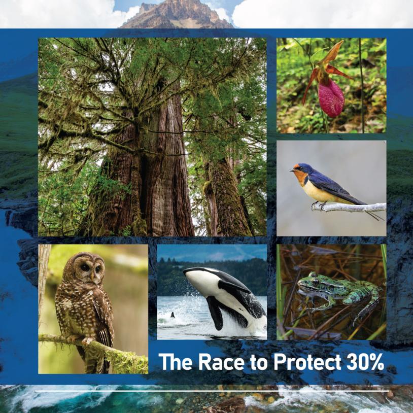 A collage of photos over top of a background of Testa waterfalls in Northeast B.C.-publication-image