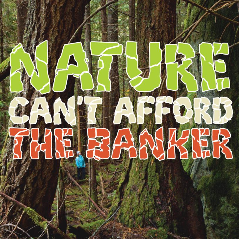 Spotted owl habitat, old-growth forest near Manning Park in British Columbia-publication-image