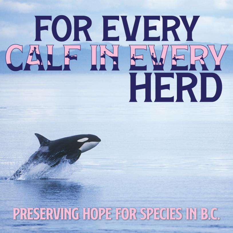 Breaching killer whale with title of the paper "For Every Calf in Every Herd" laid out over top. A subtitle reads "Preserving Hope for Species in B.C." End of Description.-publication-image