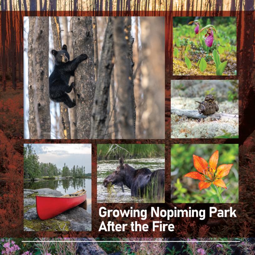 "Growing Nopiming Park after the Fire" a photograph of a forest of burnt-black trunks against the sunset.-publication-image