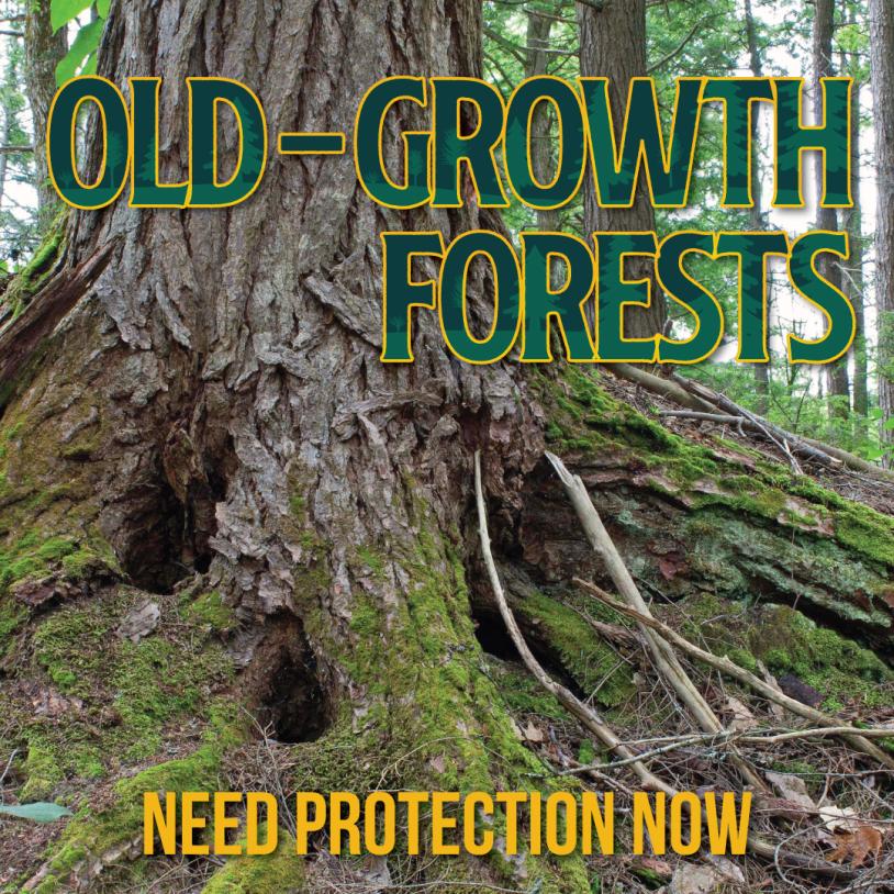 Catchacoma old-growth forest with the title of the publication "Old-Growth Forests Need Protection Now" laid out over top of the photo. End of description.-publication-image