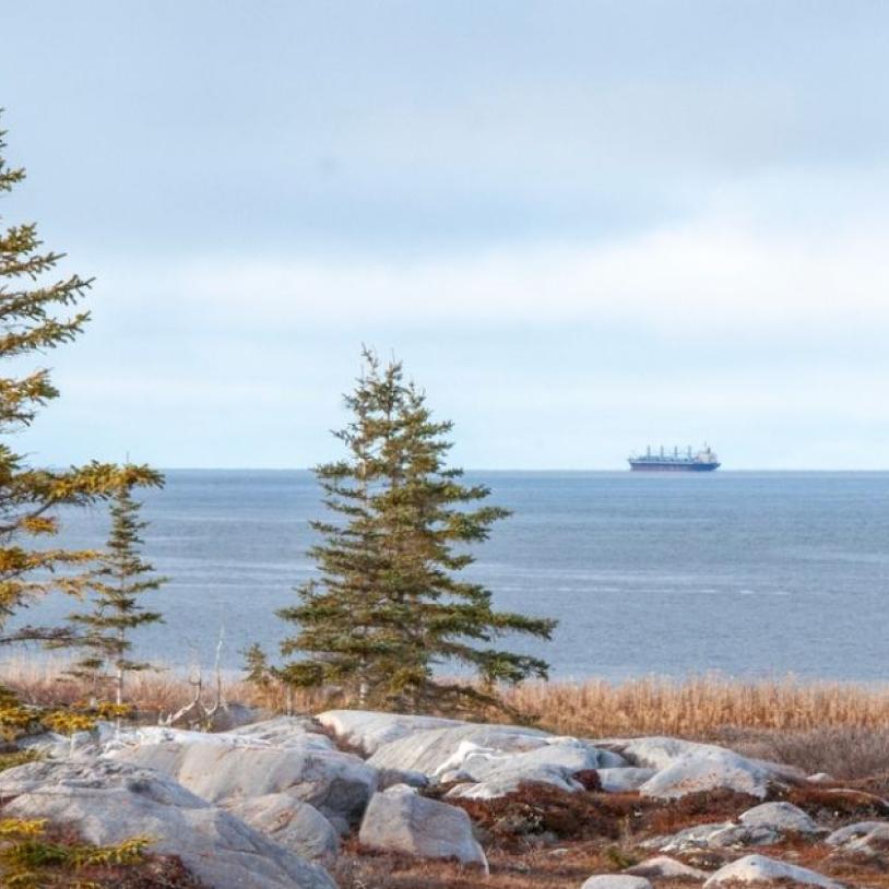 A photo inside a Manitoba forest. You can see two tankers in the background. End of image description.