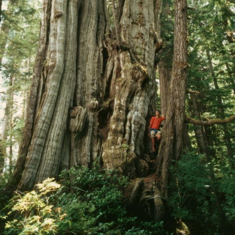 Hunting down biggest tree in Canada