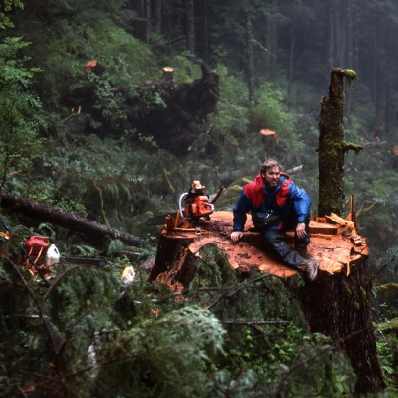 Following the stumps