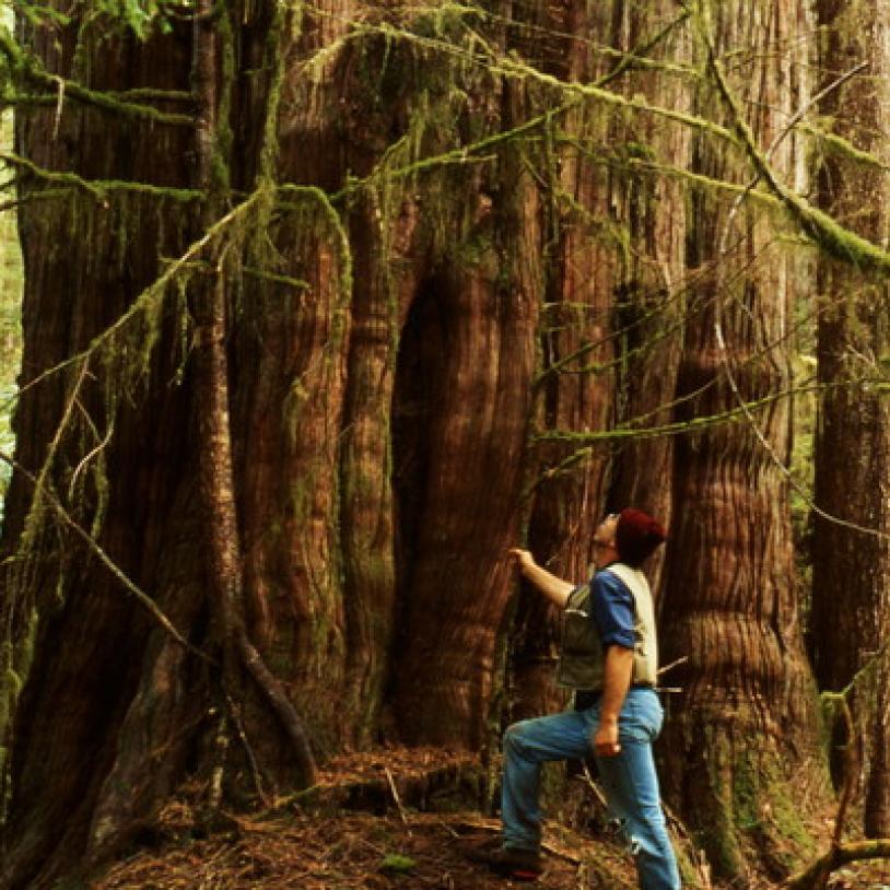 Trail clearing in Clayoquot River Valley