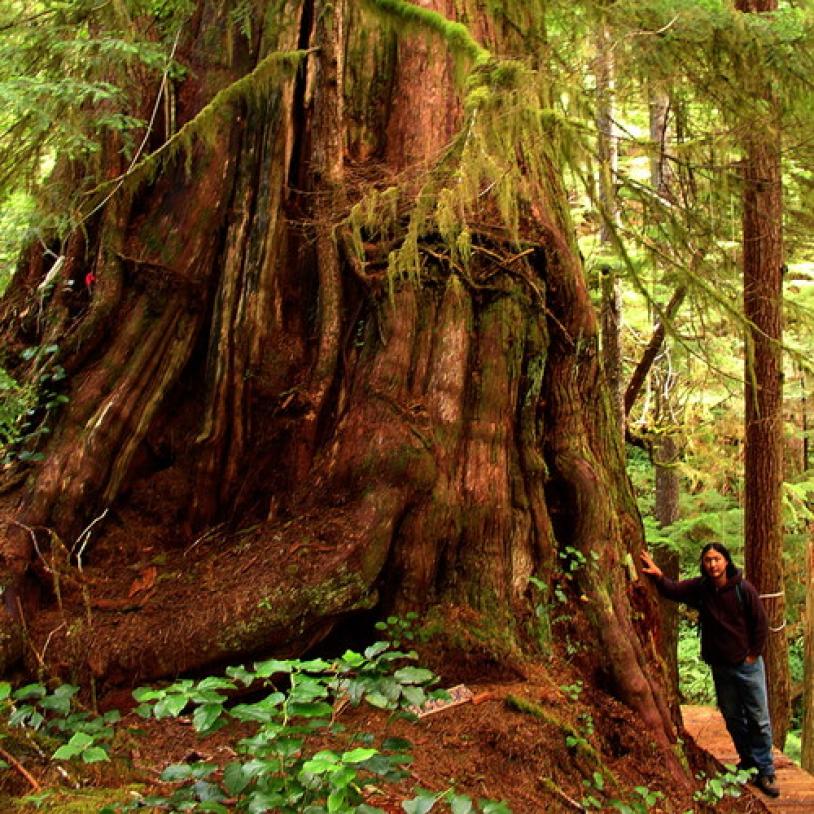 Walbran Valley's giant trees in the spotlight