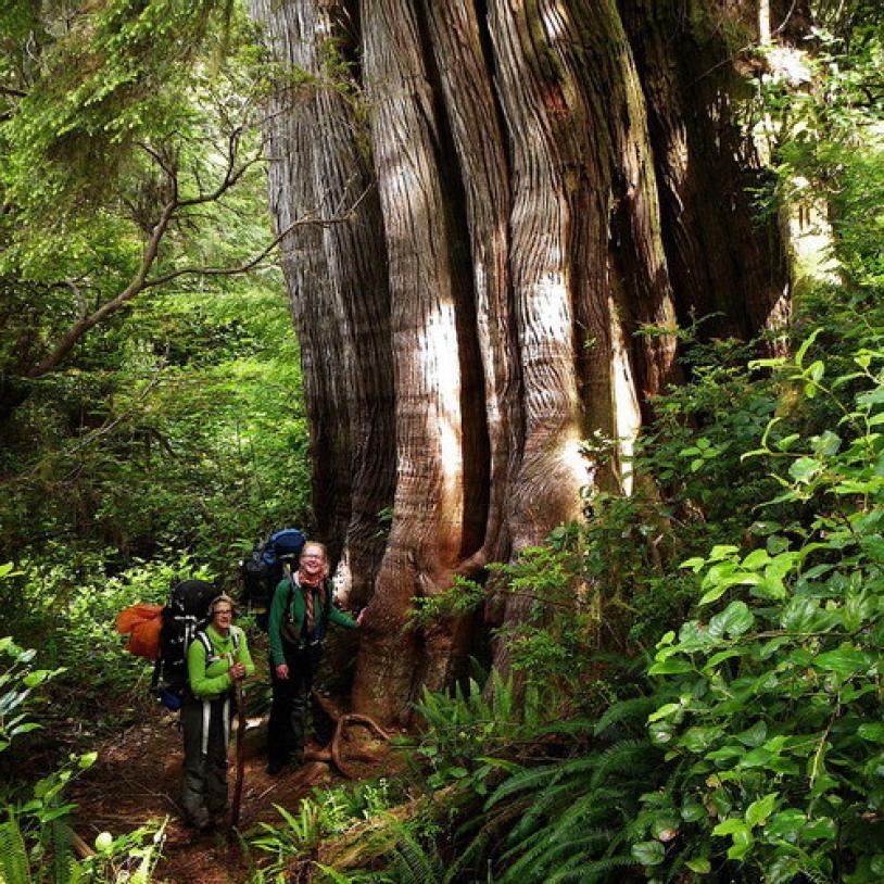 Volunteers improve Meares Island trail