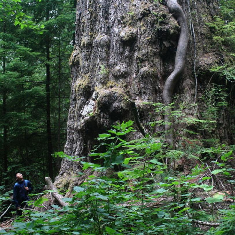 Red Creek fir at risk