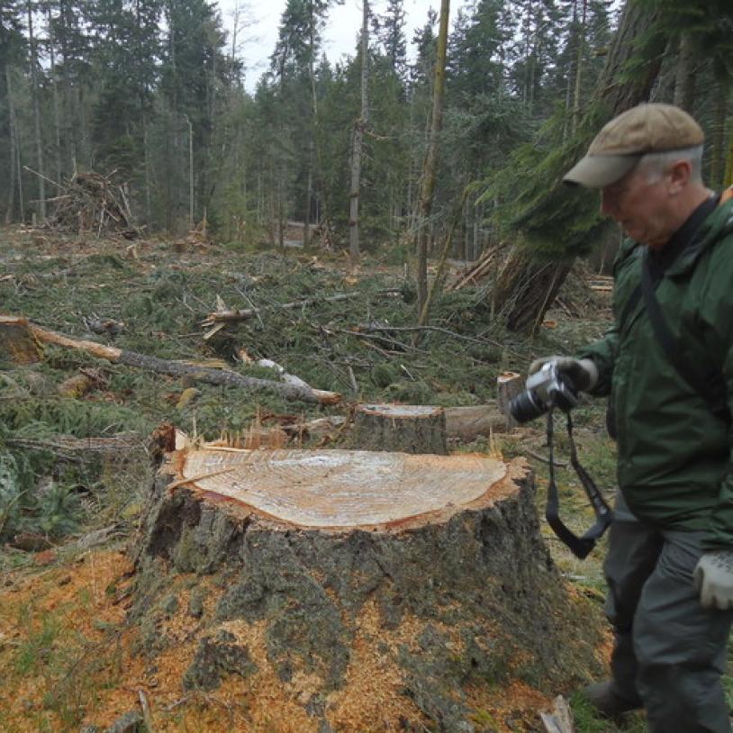 Chainsaws level much of Nanoose Forest