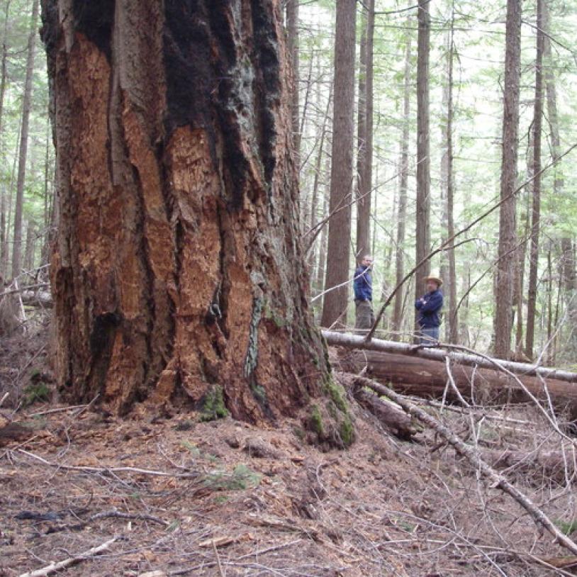 More forests protected in southwest B.C.