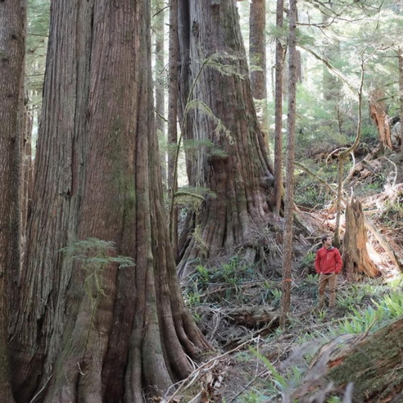 Wilderness Committee dropped from Walbran injunction