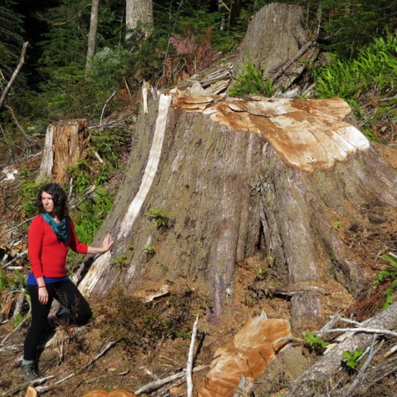 B.C. municipalities call to stop old-growth logging