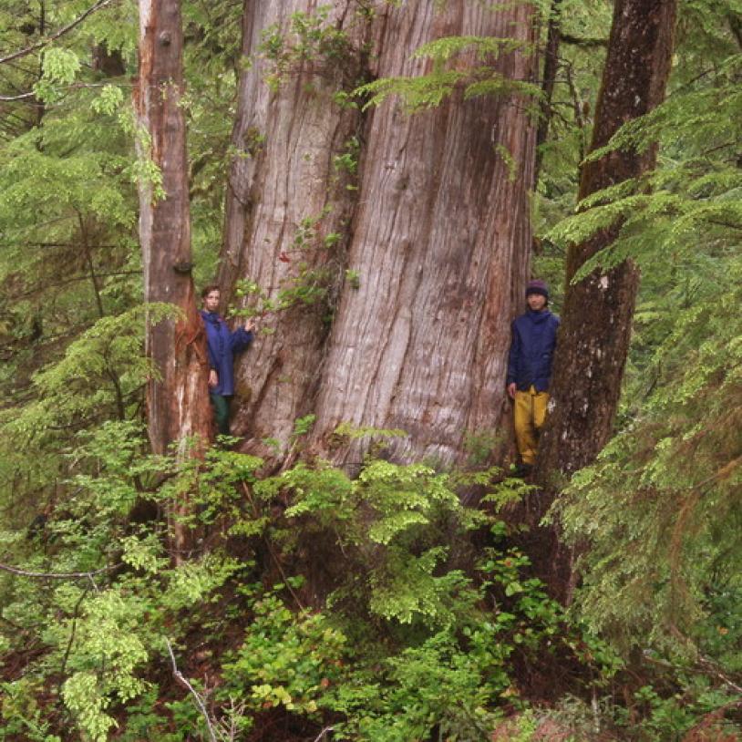 East Creek set to be logged
