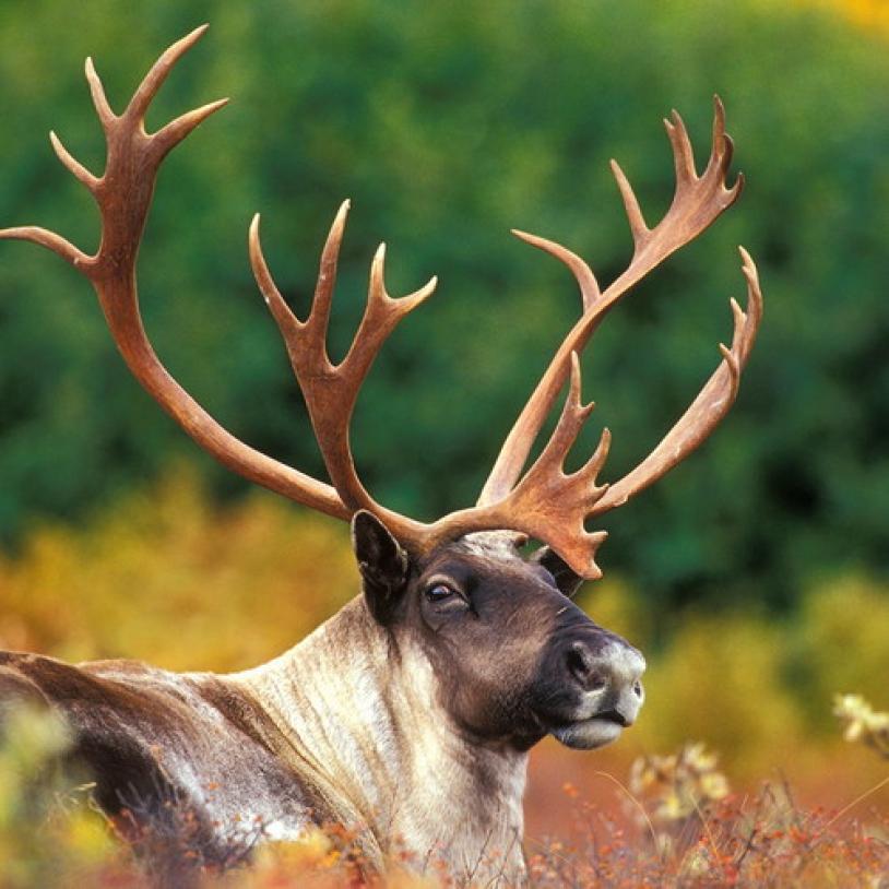 Alberta government establishes Caribou Mountains Wildlands Provincial Park
