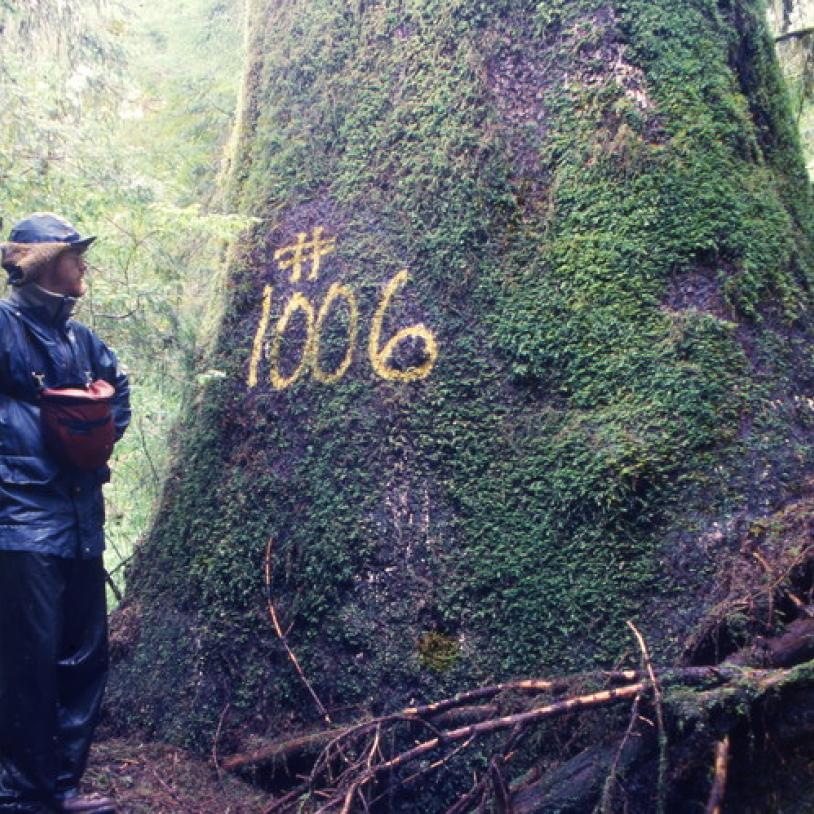 New logging road threat in Carmanah Valley  