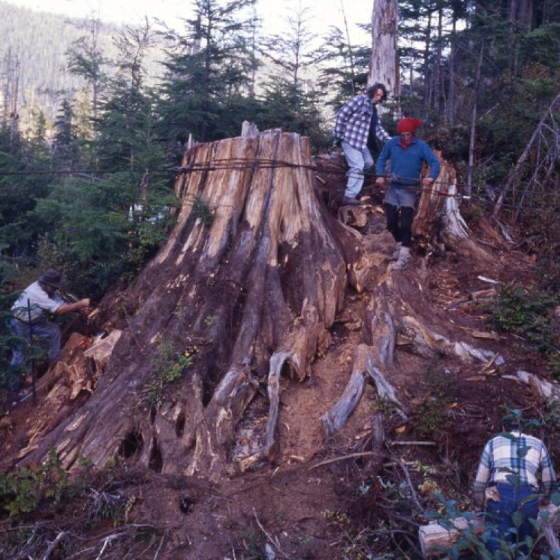 "Stumpy" extracted from Kennedy Valley