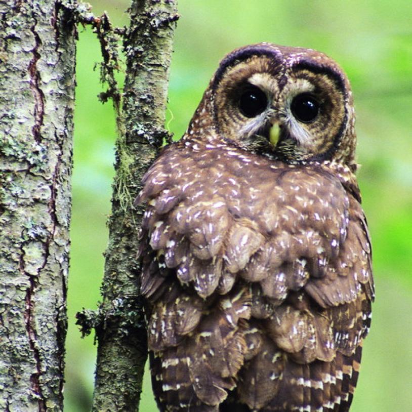 Canada's Species at Risk Act takes effect
