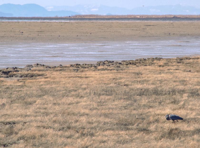 Grassy shores of the Fraser river with a single great blue heron standing in the grass.
