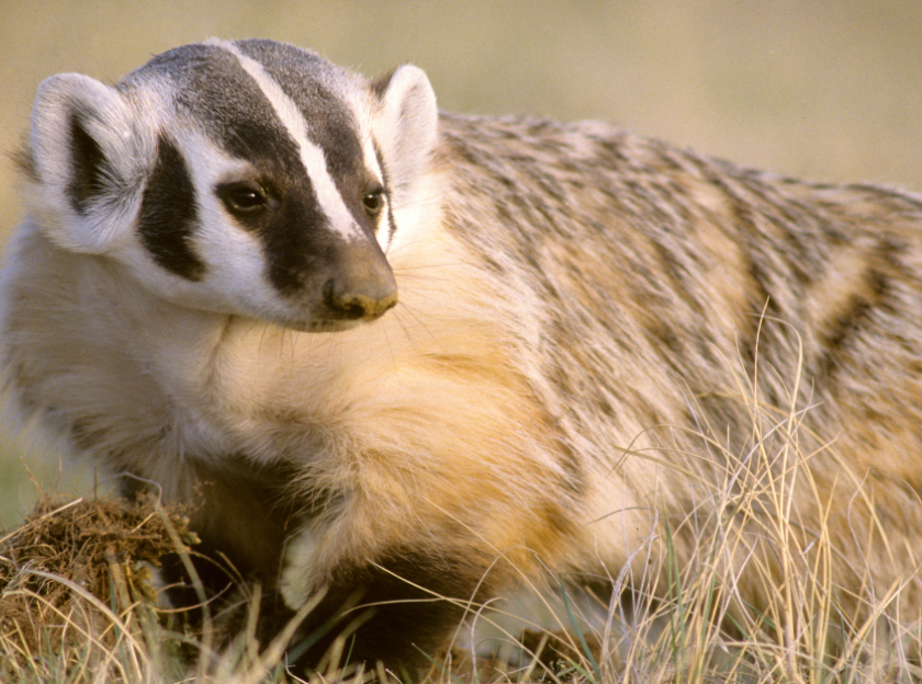 An American badger.