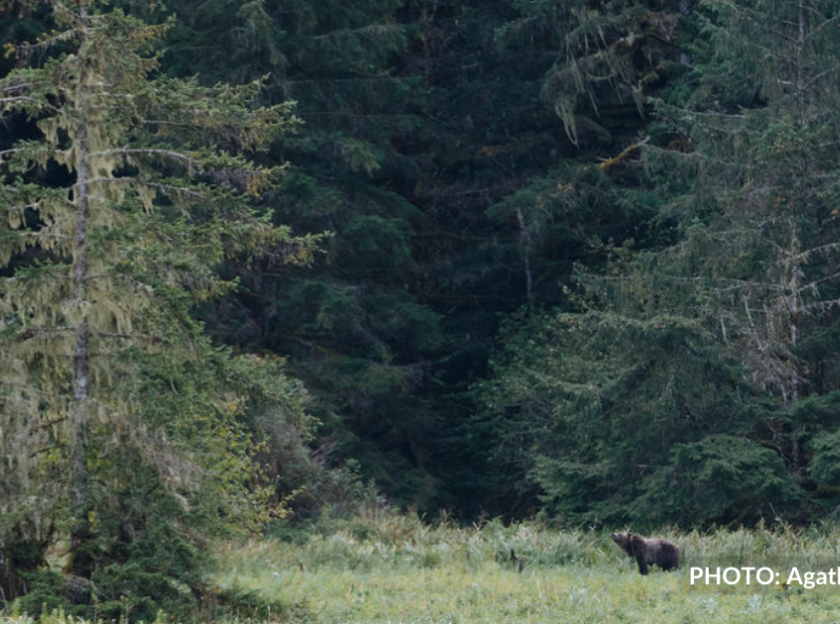 A bear in a forest. End of image description.