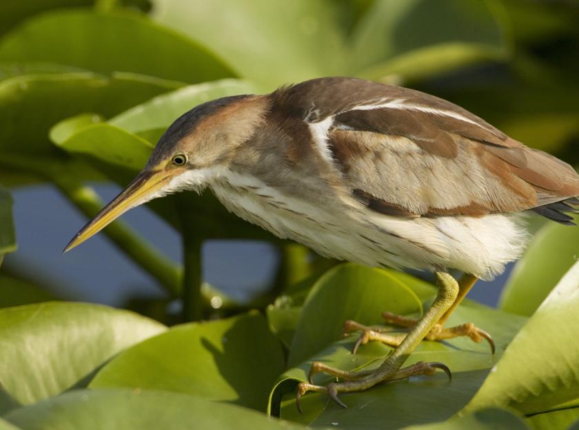 Photo: Least Bittern (John Cornell)