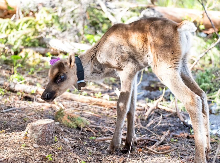 A sun-dappled baby caribou walking on a forest floor with wobbly legs.