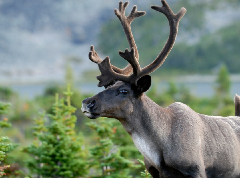 Photo: An endangered southern mountain caribou. (Mark Bradley)