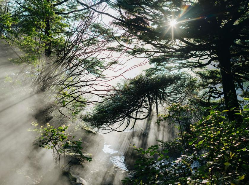 Sunlight shines through a lichen-covered old-growth forest (Agathe Bernard).