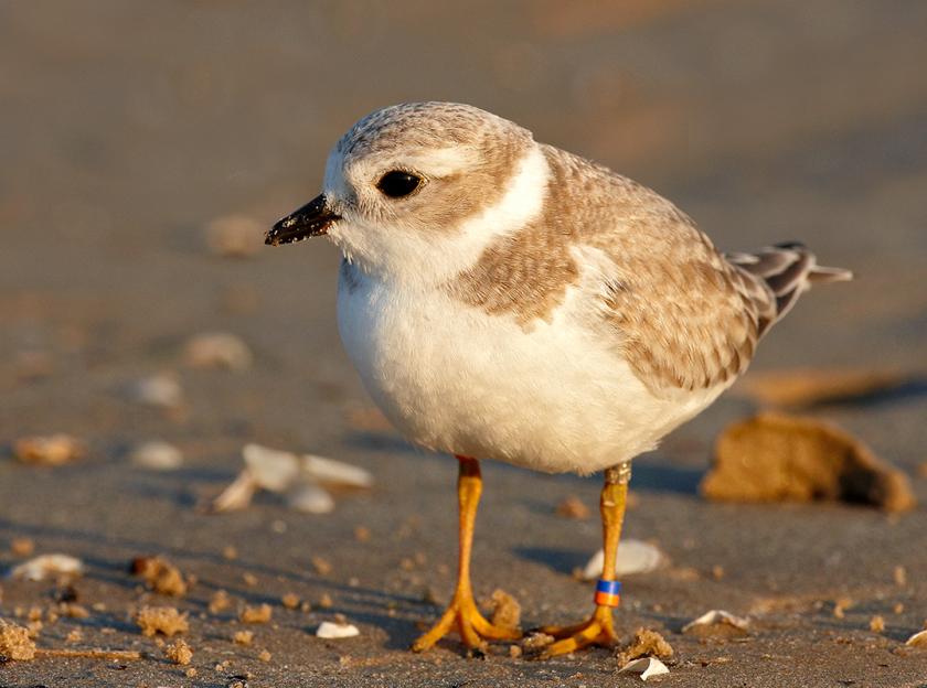 Juvenile piping plover with a sandy-colored body, a white belly and a black beak. It's little yellow legs stand on a pebble-strewn beach.