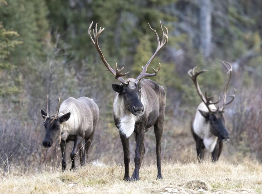 Three southern mountain caribou stand in a field