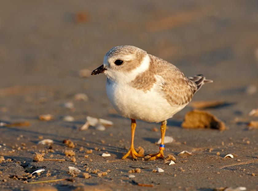 This is an image of juvenile piping plover, an endangered bird species in Canada.