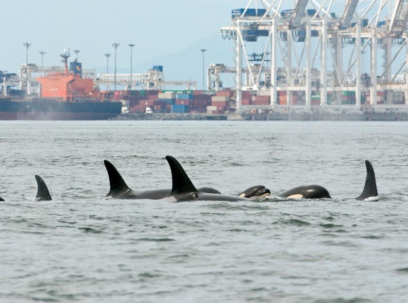 Southern resident killer whale pod near Roberts Bank terminal.